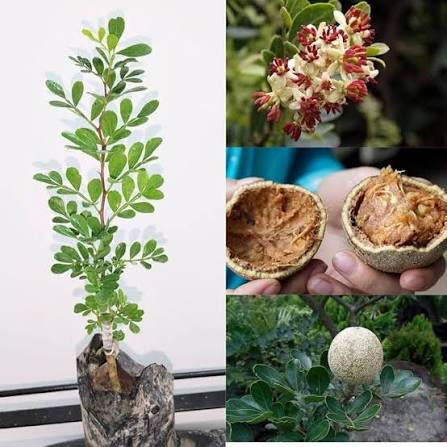 Wood Apple Plants — Exotic Fruits sapling available at Agro Nursery Garden